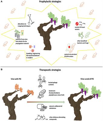 Frontiers | Pierce's Disease of Grapevines: A Review of Control